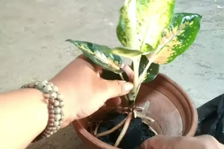 Charcoal for Healthy Plants