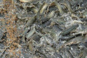 bau pakan alternatif untuk lele