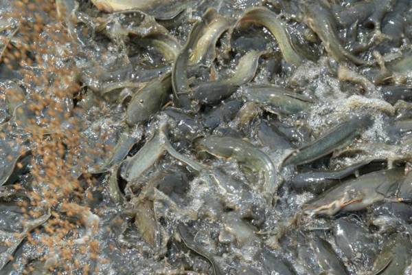 bau pakan alternatif untuk lele