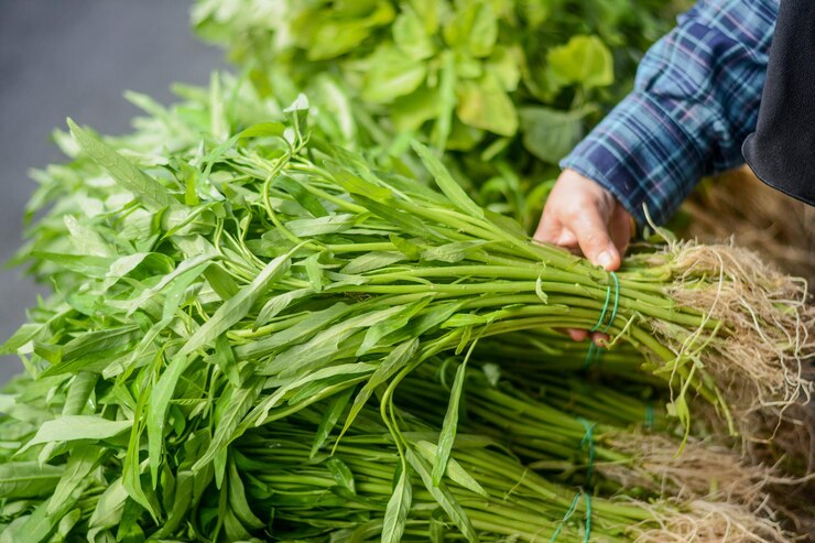 Cara Buat Pakan Kambing dari Kangkung Praktis