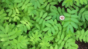 rumput indigofera sumber protein