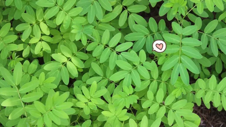 Manfaat Rumput Indigofera sebagai Sumber Protein untuk Ternak