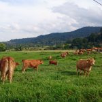 Pengelolaan Padang Hijauan Ternak Agar Nutrisi Maksimal