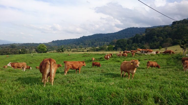Pengelolaan Padang Hijauan Ternak Agar Nutrisi Maksimal