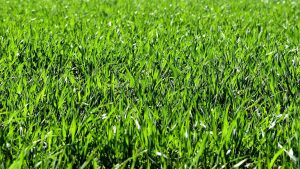 rumput produktif panen cepat