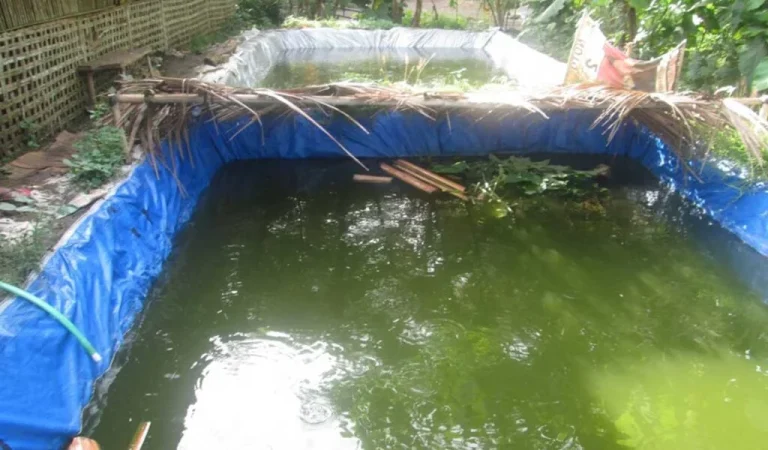 Sanitasi Kolam Lele Rutin Agar Budidaya Lebih Sehat dan Produktif