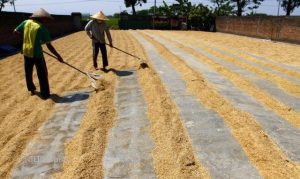 Pengeringan Hasil Panen Desa