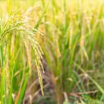 Tips Memilih Mesin Perontok Padi Terbaik untuk Panen Efisien